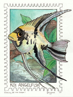 Glancing Off the Edges: Koi Angelfish