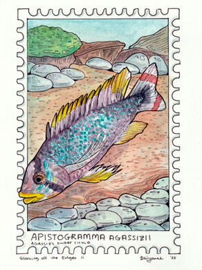 Glancing Off the Edges: Apistogramma Agassizii