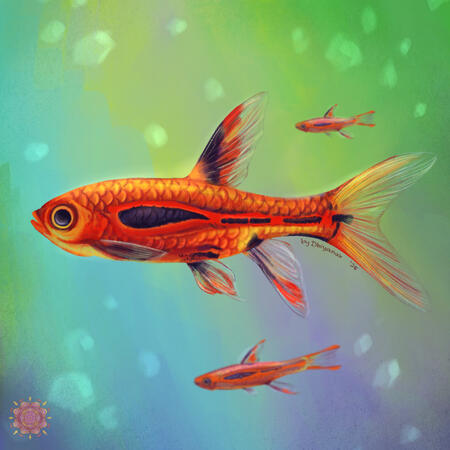 Hand-drawn illustration by the artist Dhiyanah Hassan of Chilli Rasbora fish. A small, red fish that often live in schools. It has bright red scales that catch the light with black markings across the side of their bodies and transparent fins with hints o