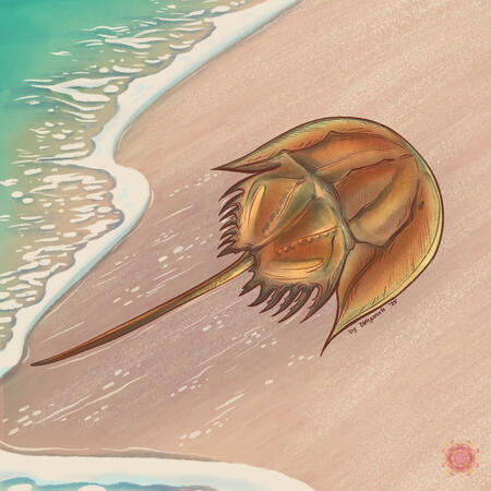 Illustration of a horseshoe crab crawling out of ocean waves.