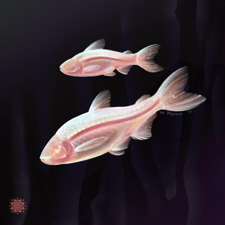 Illustration by Dhiyanah Hassan of two eyeless fish in pale pink-ish hues swimming in a dark underwater cave. Light bounces off the scales on the top of their bodies.