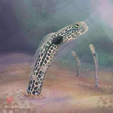 Fishy Business: Spotted Garden Eels