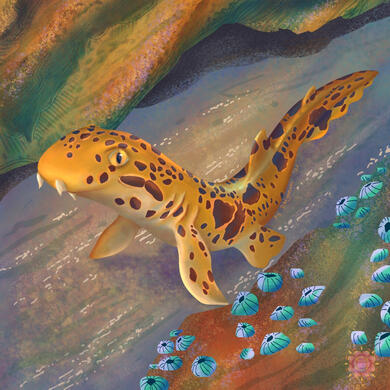 Fish Study: Walking Shark