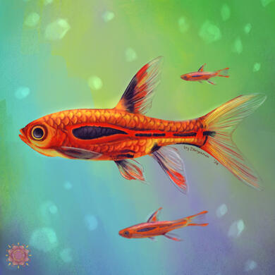 Fish Study: Chili Rasboras