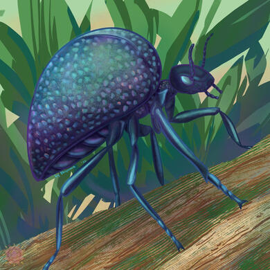 AugArthroAwe - Black Bladder Meloid